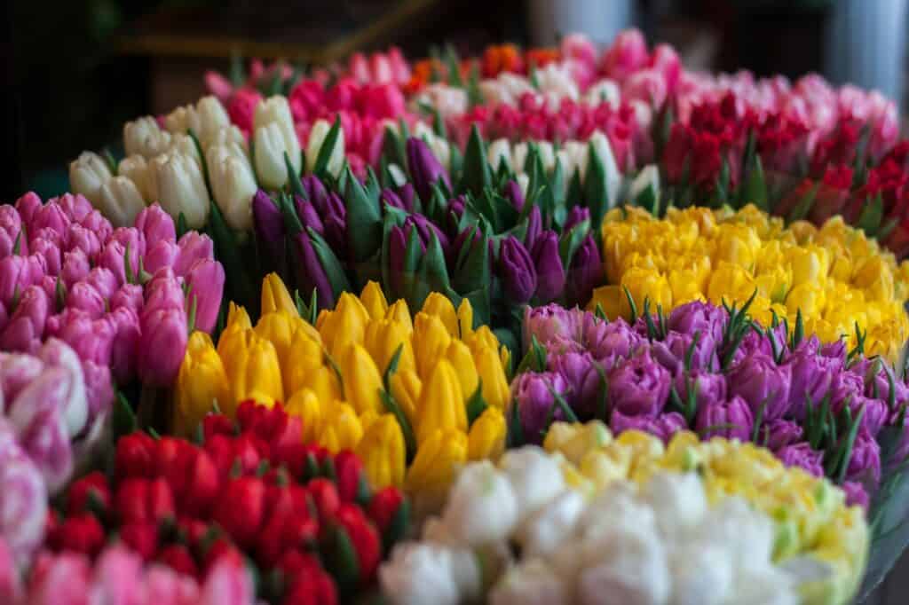 A closeup of colourful tulips in the market