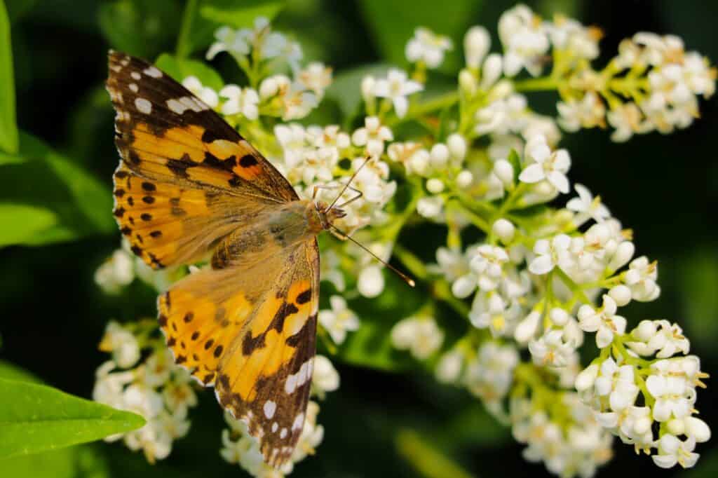 Closeup of a butterfly on a flower